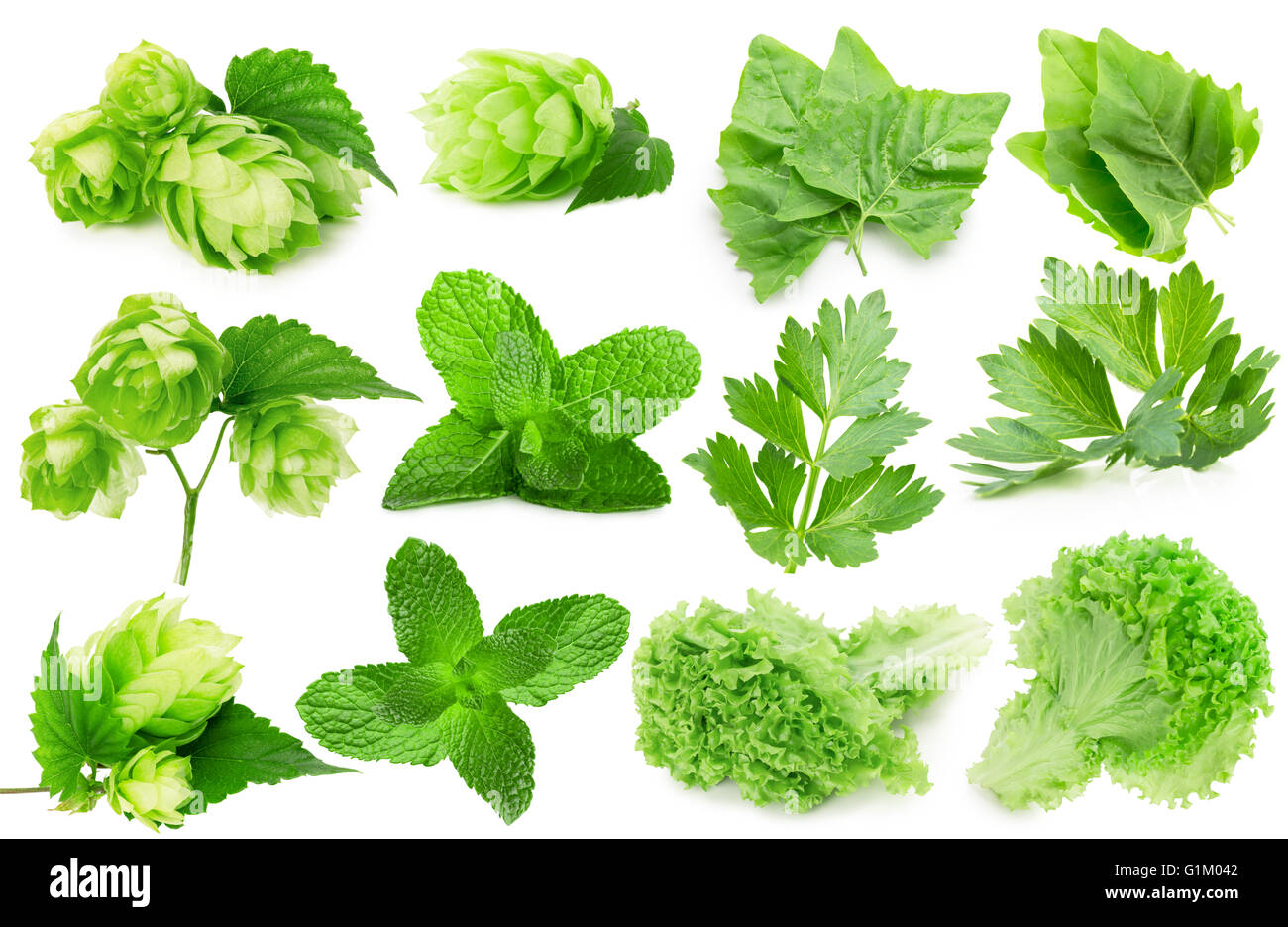 grünen-Sammlung auf dem weißen Hintergrund isoliert. Stockfoto