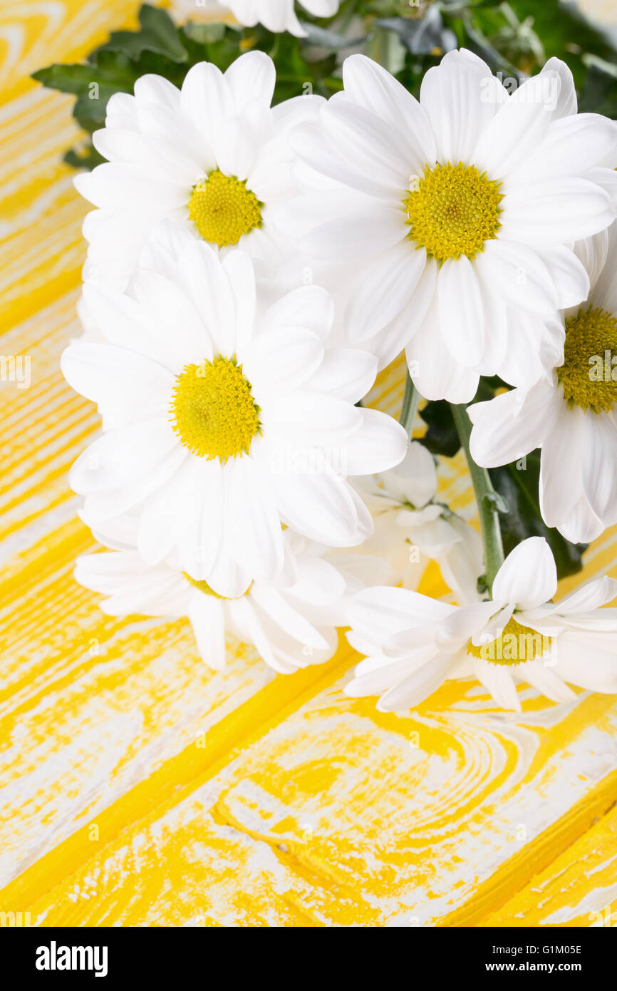 weiße Gänseblümchen auf dem gelben Hintergrund aus Holz. Stockfoto