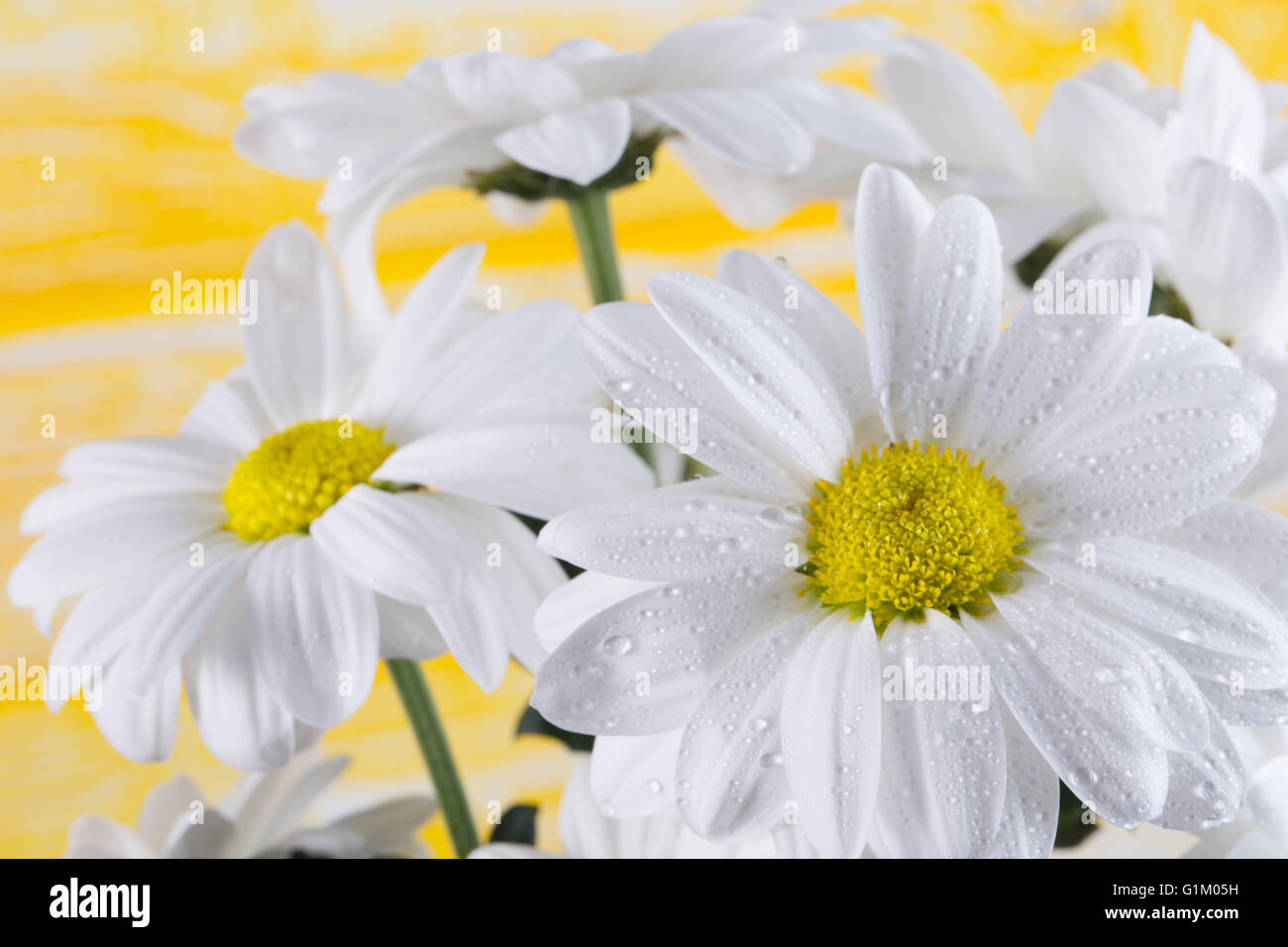 Bouquet von Gänseblümchen auf dem gelben Hintergrund. Stockfoto