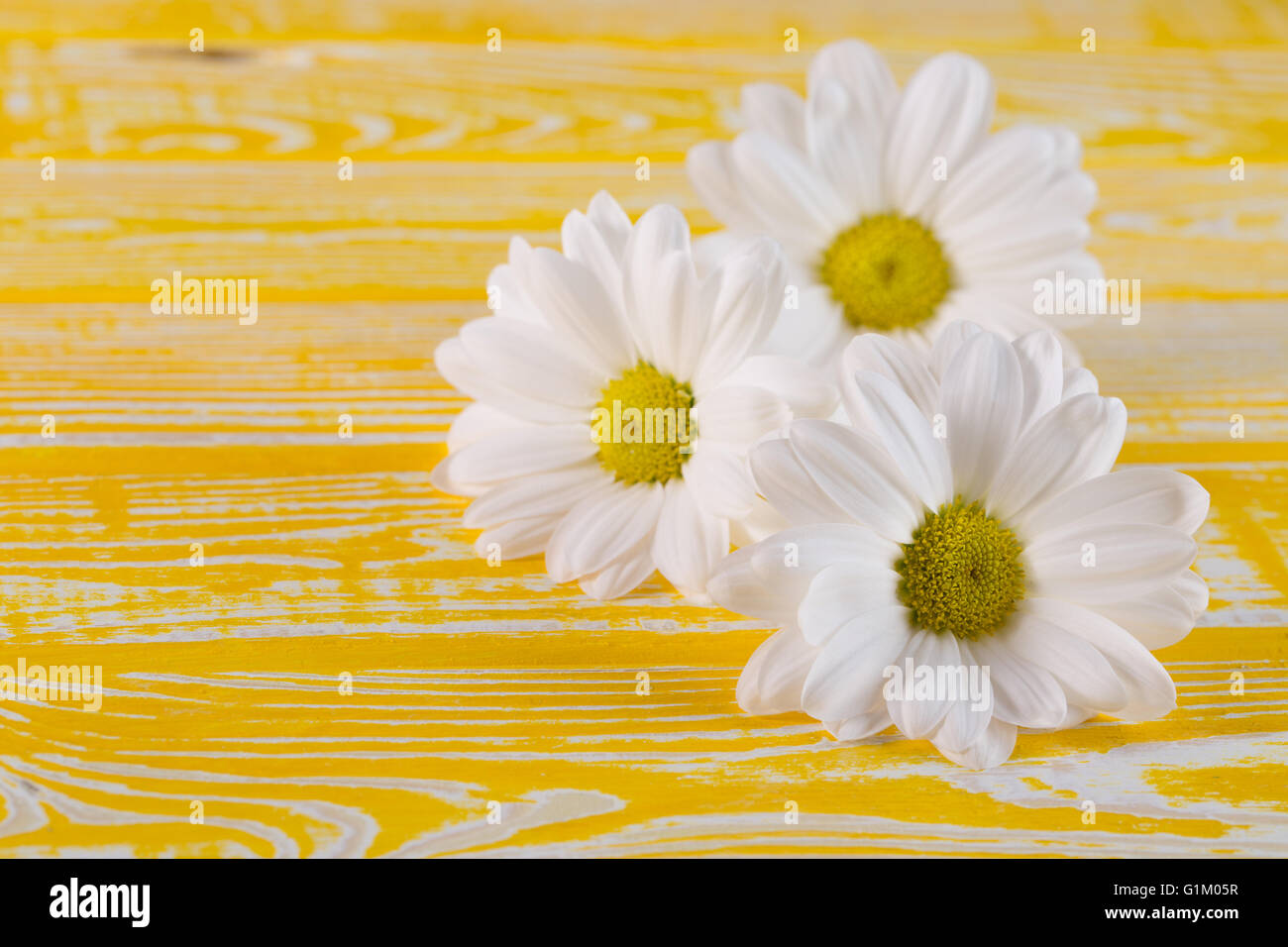 weiße Gänseblümchen auf dem gelben Hintergrund aus Holz. Stockfoto
