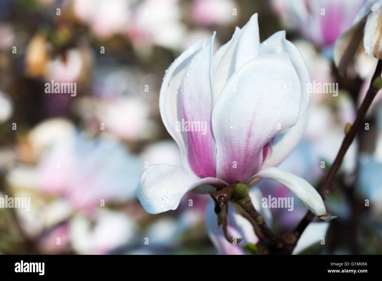 weiße Magnolie an einem Baum. Stockfoto