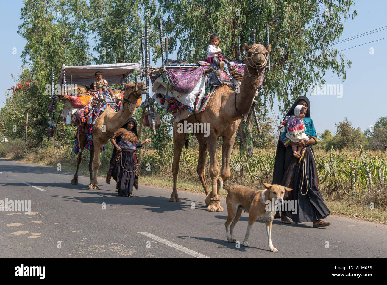 Rabari Nomaden mit Kamelen, östliche Gujarat reisen Stockfoto