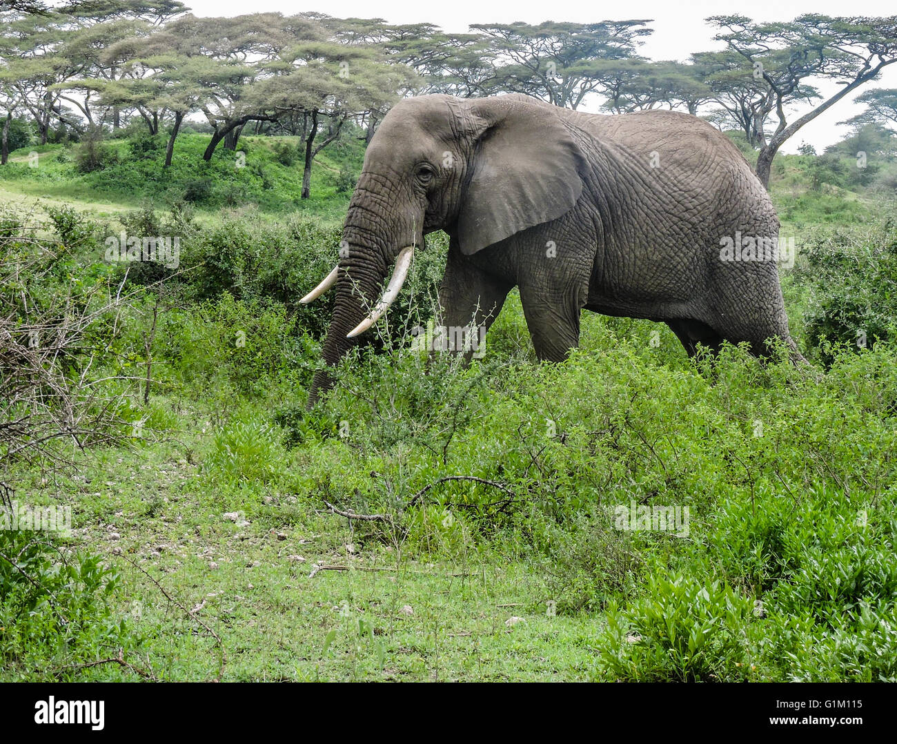 Elefant auf dem Serengeti. Stockfoto