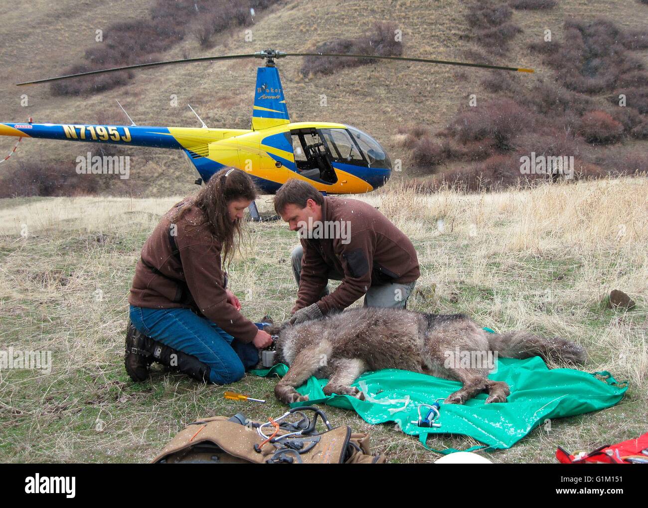 Oregon State Wildlife Biologen zuordnen ein grauer Wolf, bekannt als OR4, die Imnaha Pack Alpha-Männchen nach stechen aus dem Helikopter im Bereich Zumwalt Prairie im Wallowa County, Oregon GPS-Tracking-Kragen. Stockfoto