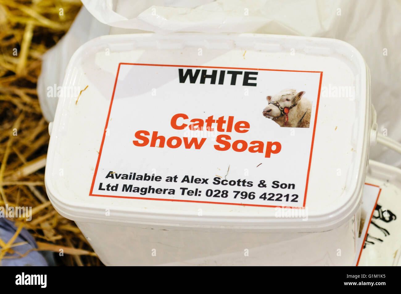 Weiße Viehschau Seife für Landwirtschaftsausstellungen Rinder vorbereiten. Stockfoto