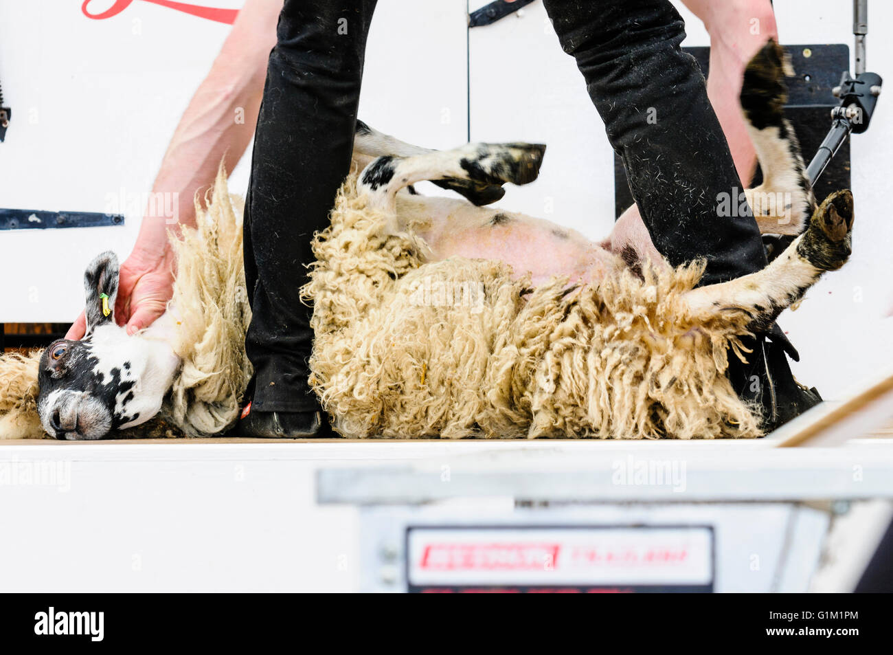 Ein Mann nutzt Clippers, um eine Schaf-Fleece an eine Schafschur Wettbewerb zu scheren. Stockfoto