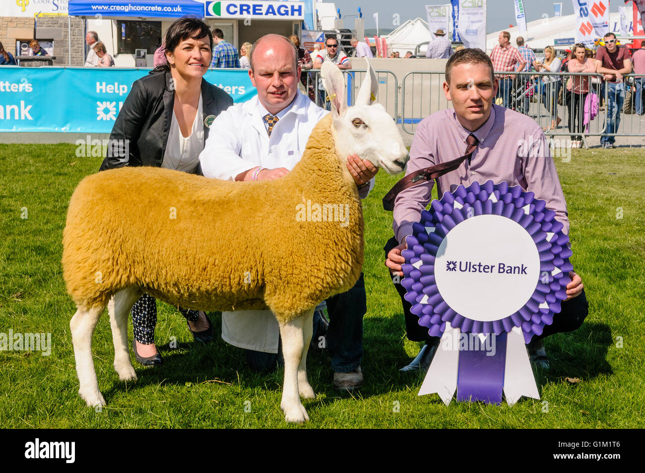 Ein Border Leicester Schafe, Gewinner des Best in Show auf der Balmoral Show 2016 Stockfoto