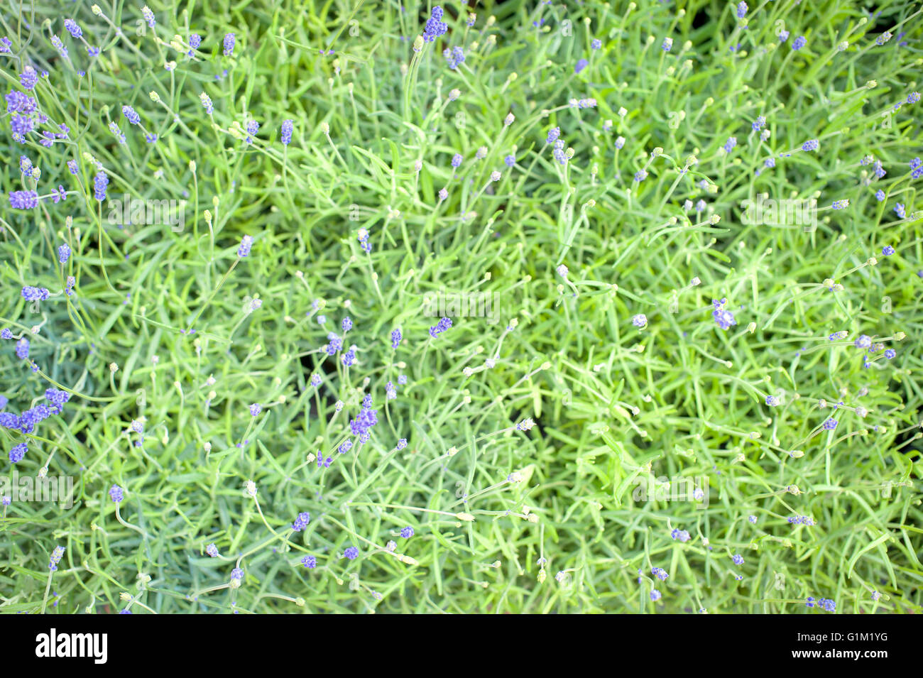 Lavendel-Busch grün mit lila Blüten Nahaufnahme in selektiven Fokus Stockfoto