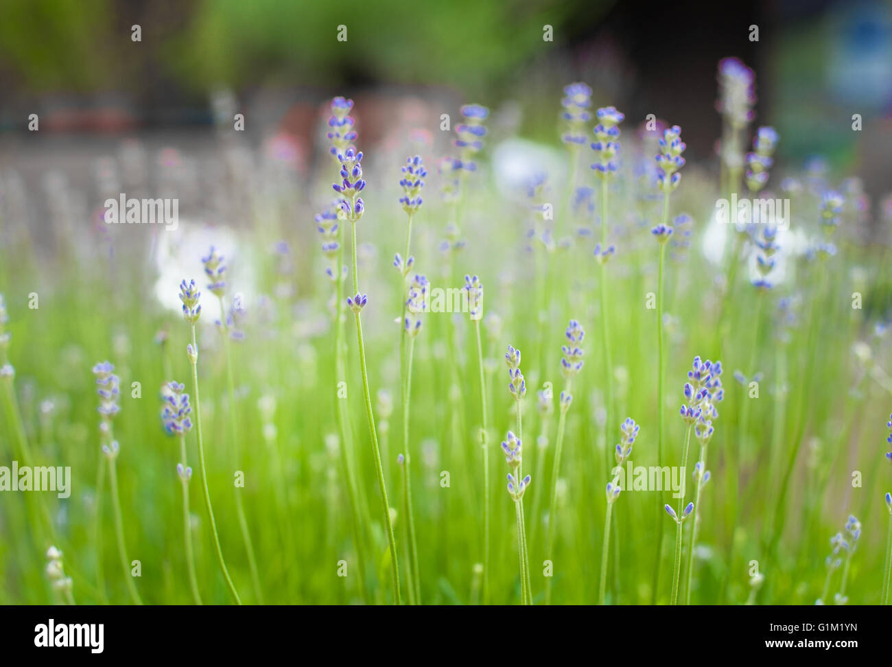 Lavendel-Busch grün mit lila Blüten Nahaufnahme in selektiven Fokus Stockfoto