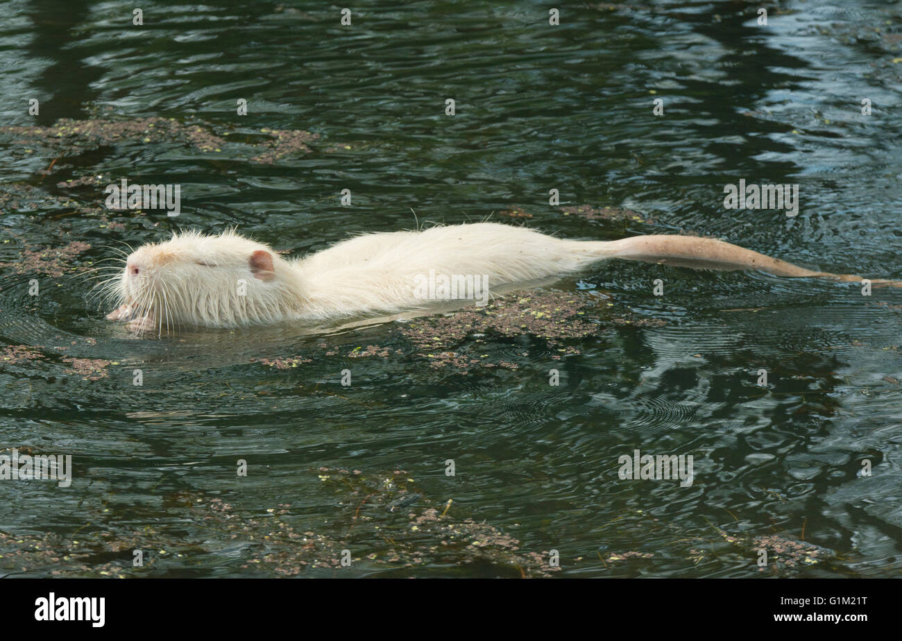 Albino Nutria oder Nutrias, Wild, Ridgefield National Wildlife Refuge, Columbia River, Washington Stockfoto