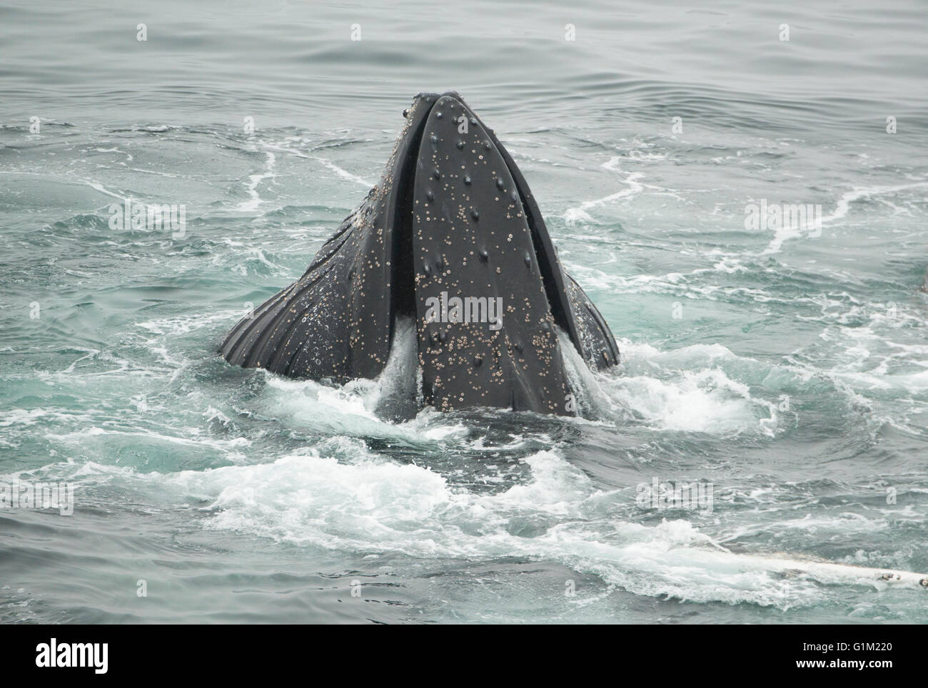 Buckelwale (Impressionen Novaeangliae) Bubble-Net Fütterung, Dallman Bay, Gerlache Strait, Antarktis Stockfoto