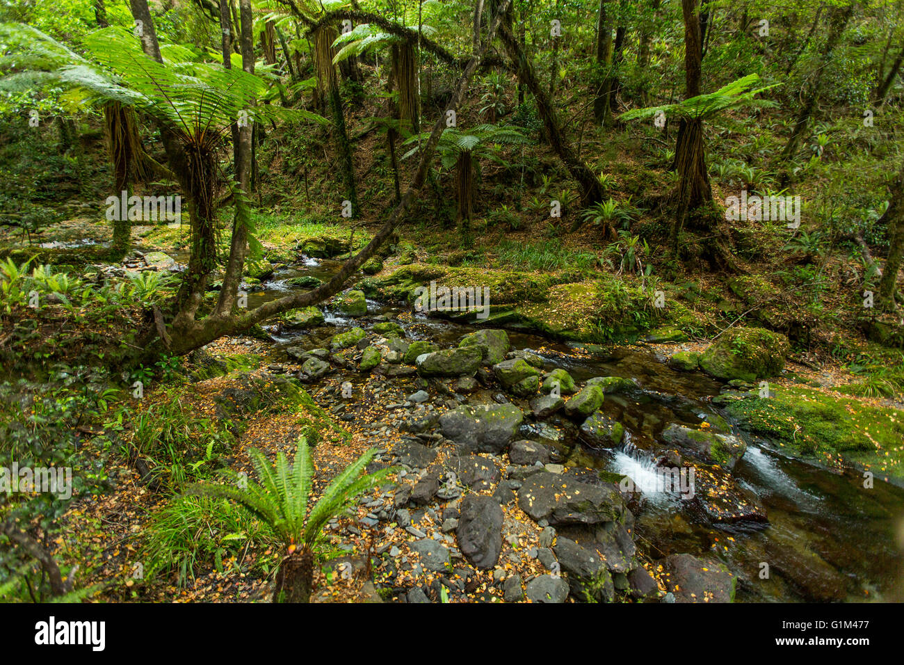 Rocky Creek im abgelegenen Wald Stockfoto