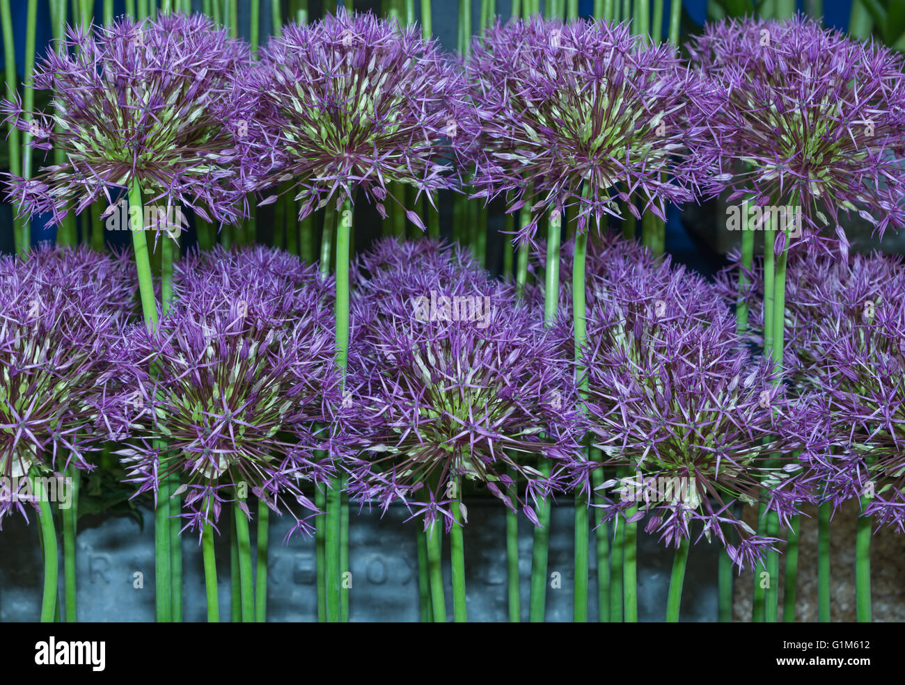 Allium 'Purple Rain' Stockfoto