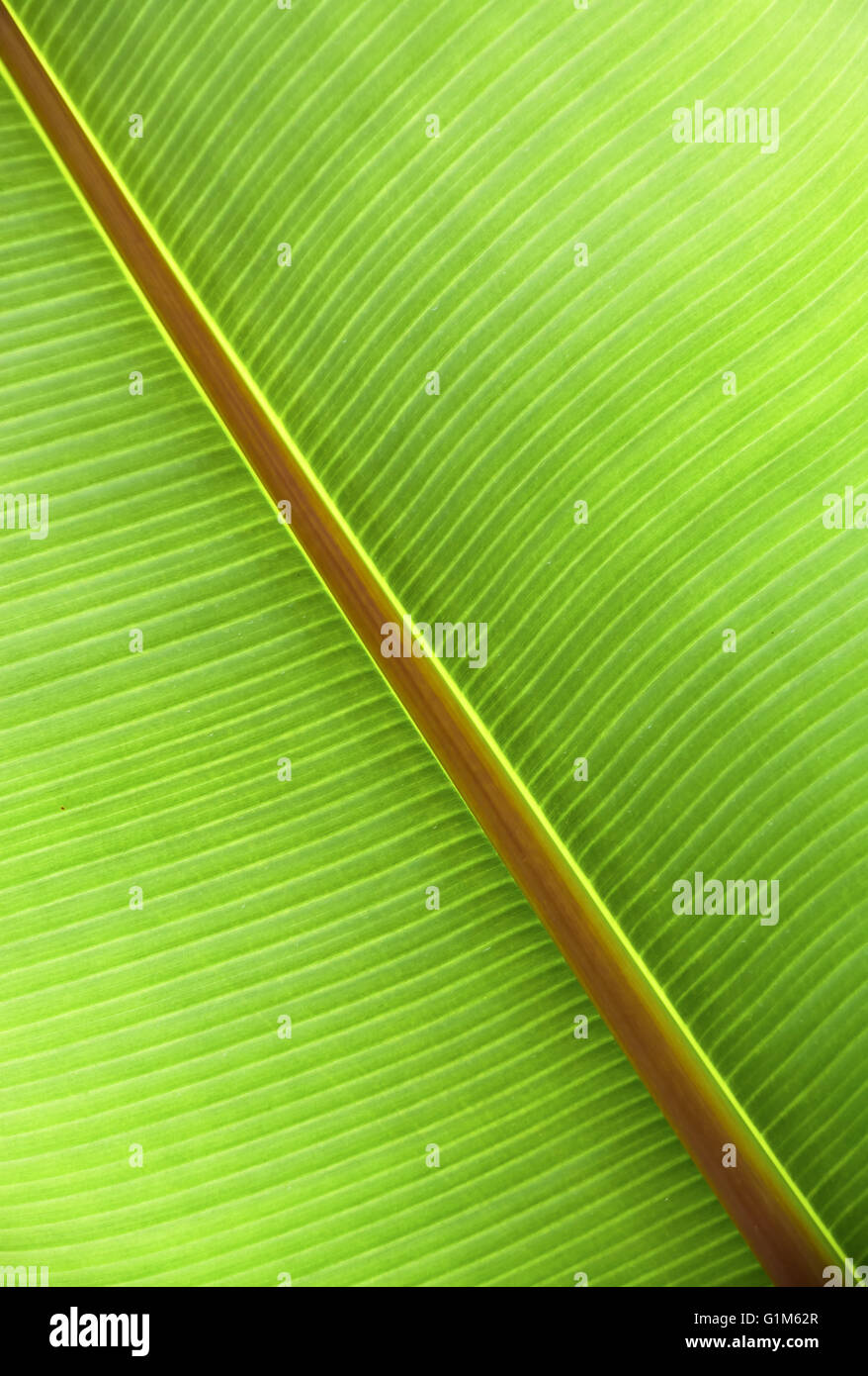 Grünes Blatt detail Stockfoto