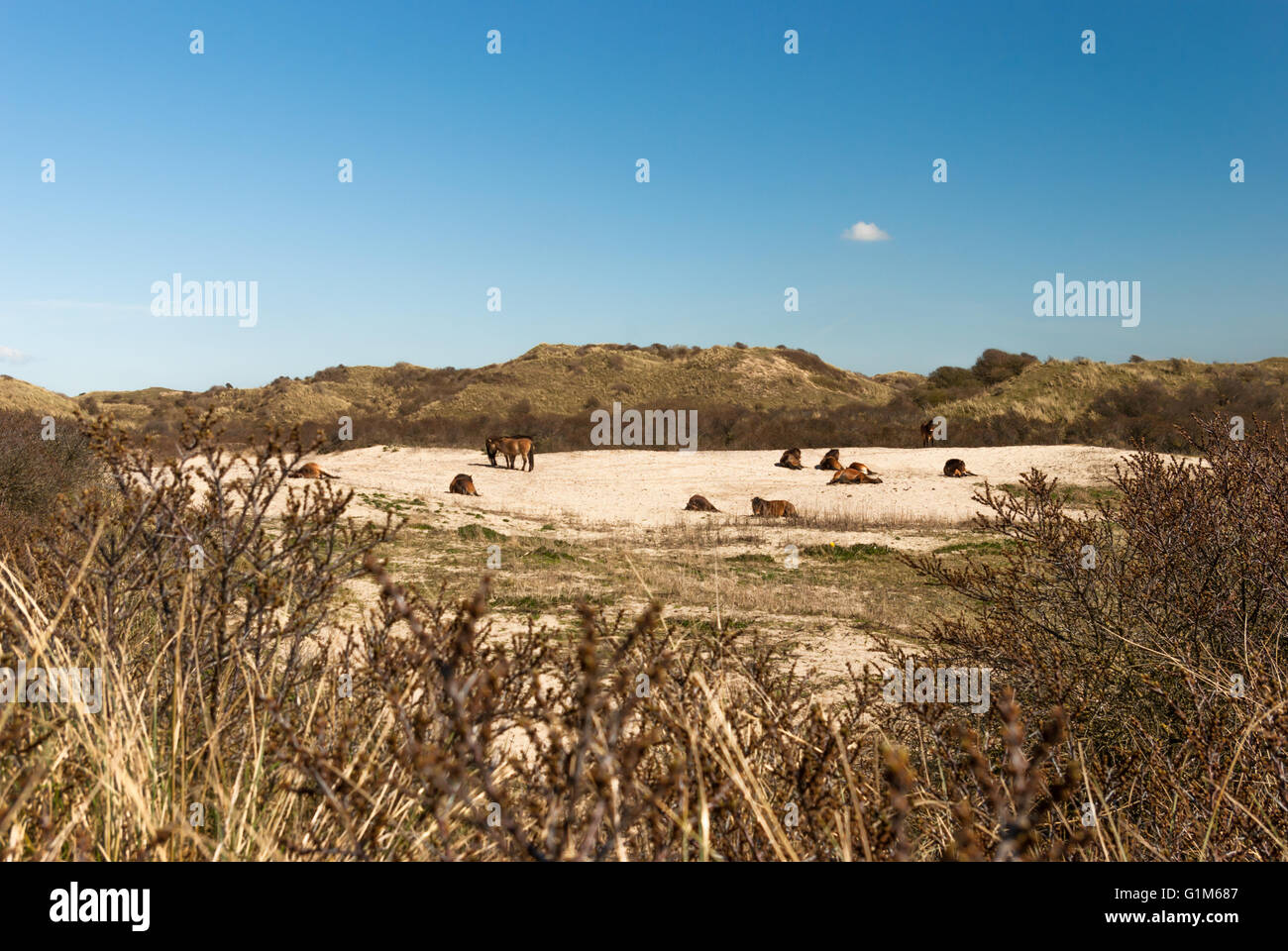 Eine Herde von Wildpferden Konik ist ausruhen oder in einem Dünental hinter den Büschen Sanddorn Weiden Stockfoto
