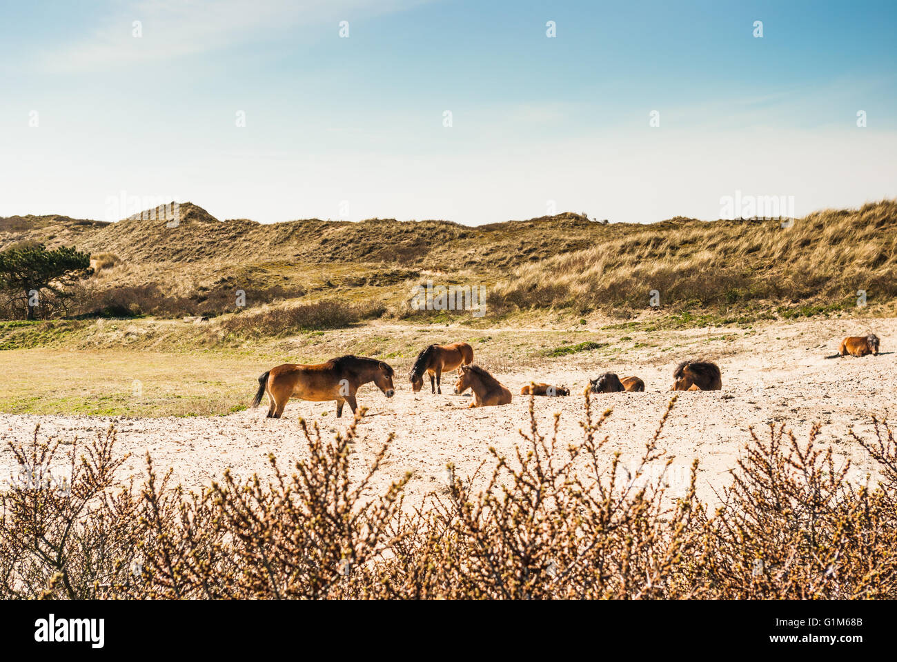 Eine Herde von Konik-Wildpferden in den Dünen hinter dem Sanddorn Stockfoto