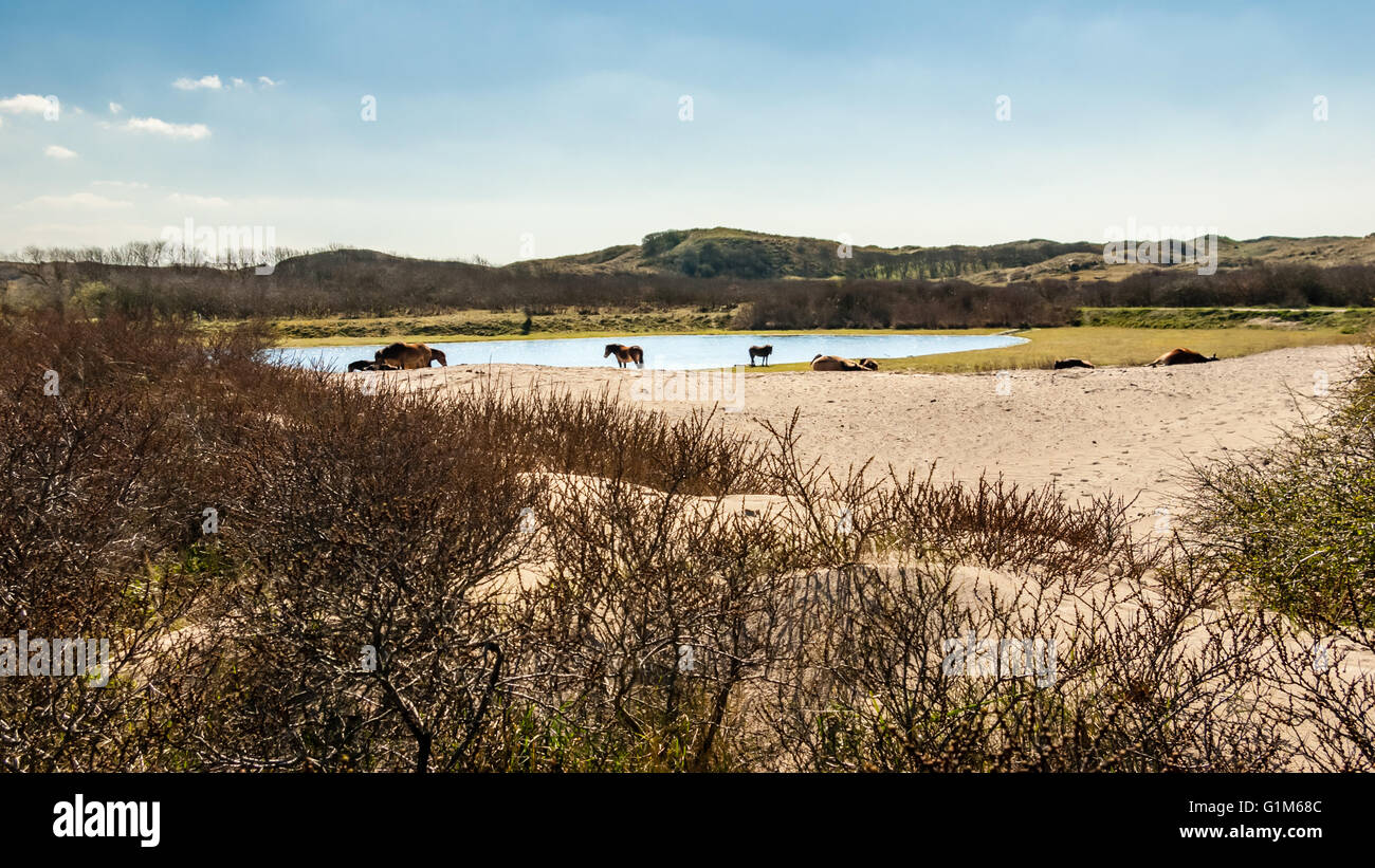 Konik-Pferde am Rande eines Sees Düne hinter einer Düne Hügel mit Sanddorn Sträucher Stockfoto