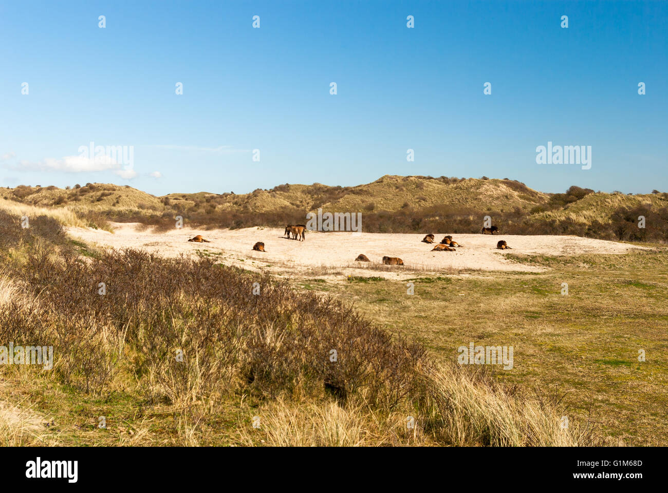 Herde von Konik-Wildpferden ausruhen oder Beweidung in einem Dünental hinter der Sanddorn Stockfoto