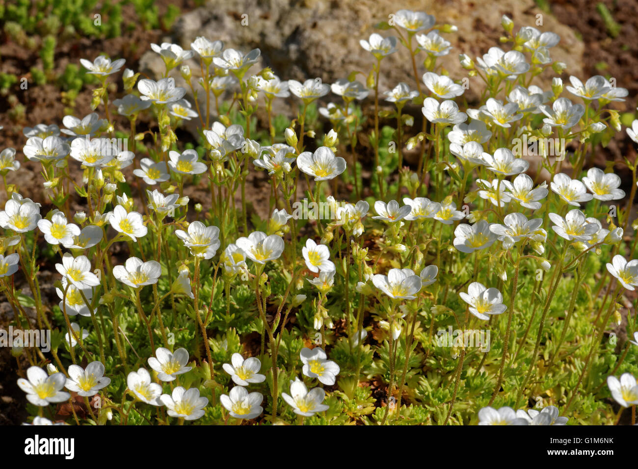 Arenaria Montana, Berg-Sandwort, ist eine Pflanzenart in der Familie Caryophyllaceae Blüte. Stockfoto