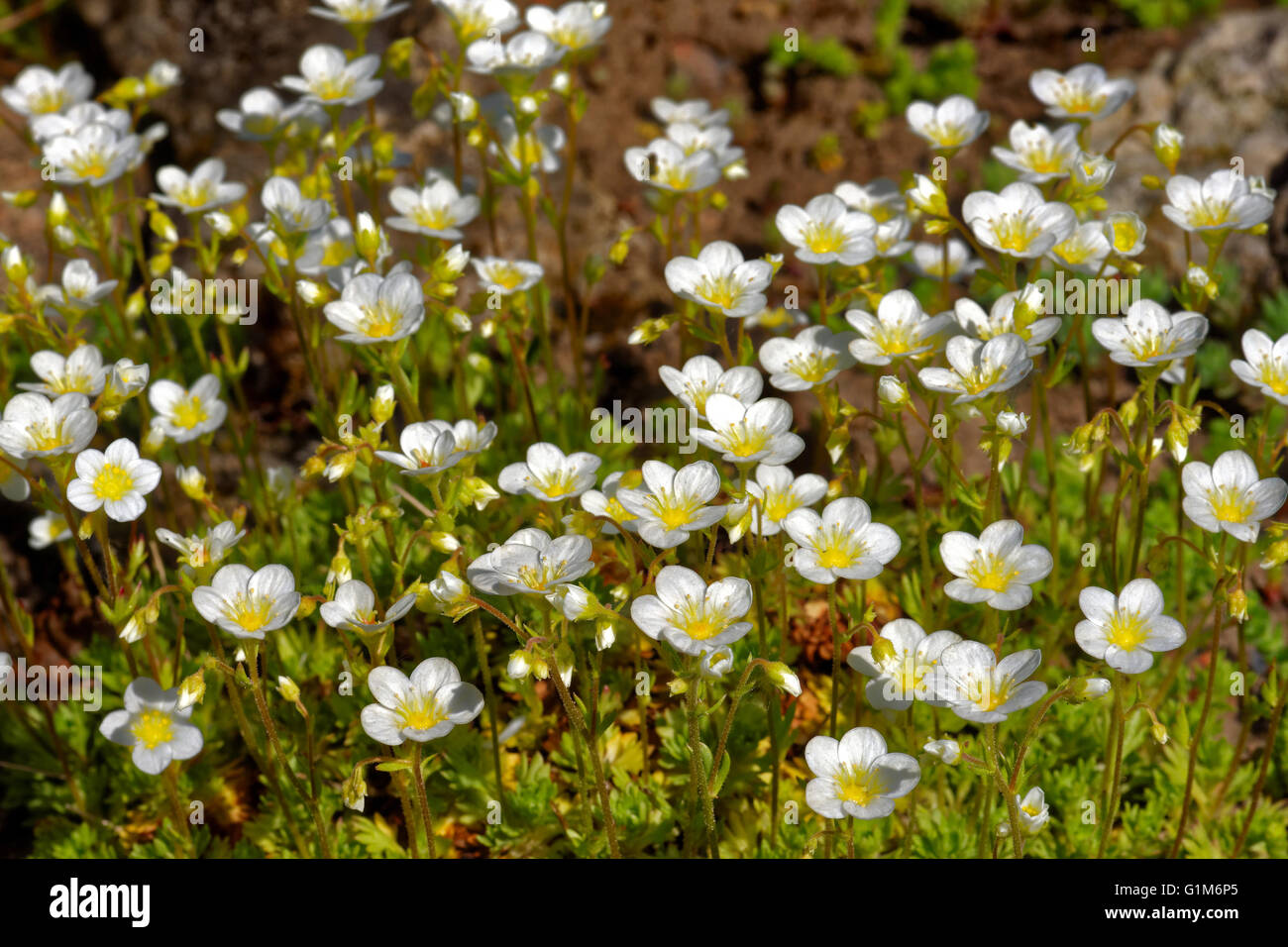 Arenaria Montana, Berg-Sandwort, ist eine Pflanzenart in der Familie Caryophyllaceae Blüte. Stockfoto
