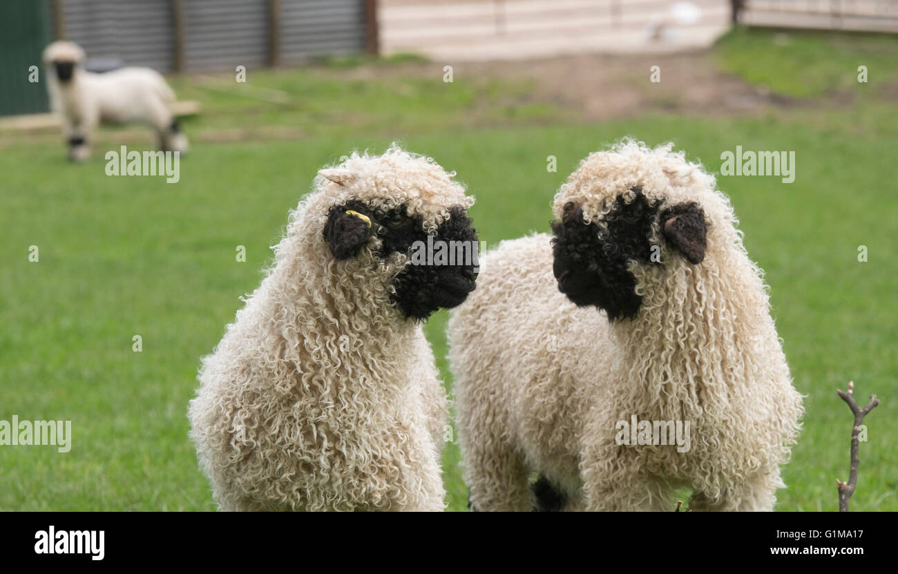 Valais Blacknose Lambs, Cheshire, Großbritannien Stockfoto