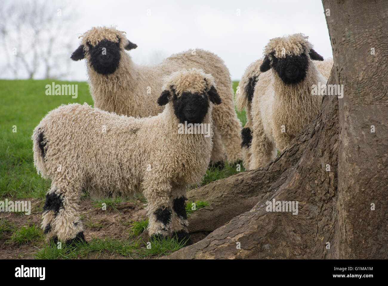 Valais Blacknose Lambs, Cheshire, Großbritannien Stockfoto