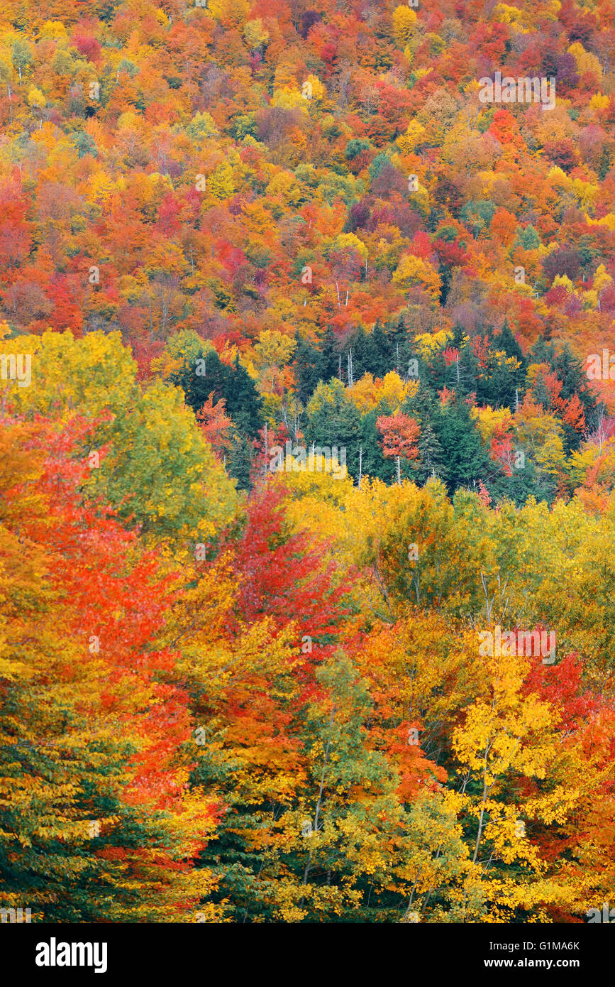 Bunte Laub abstrakten Hintergrund in White Mountain, New Hampshire. Stockfoto
