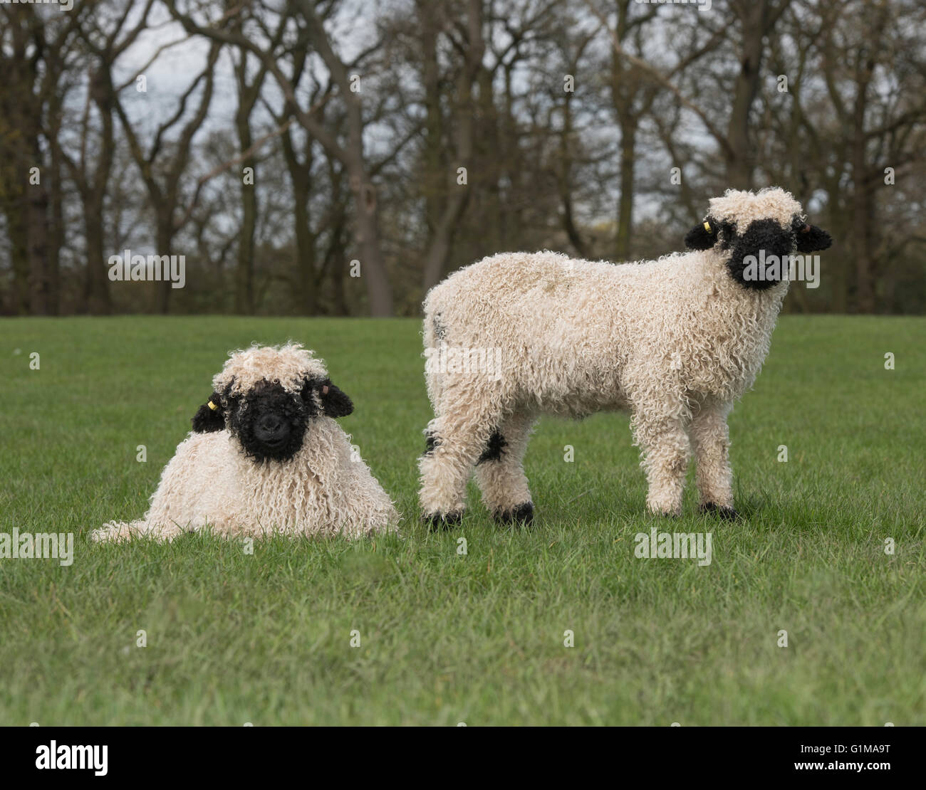 Valais Schwarznase Lämmer in einem Grasfeld, Cheshire. GROSSBRITANNIEN Stockfoto