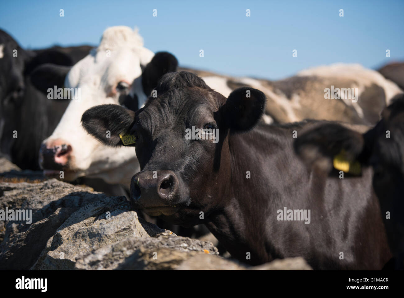 Milchkühe mit Blick auf eine Steinmauer, Clitheroe, Lancashire. Stockfoto