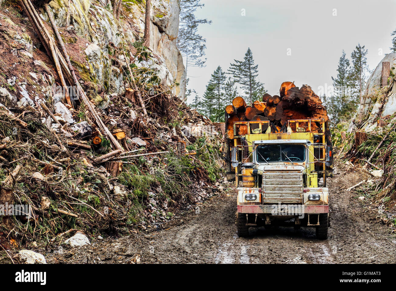 LKW geladen Protokollierung auf Waldweg Stockfoto