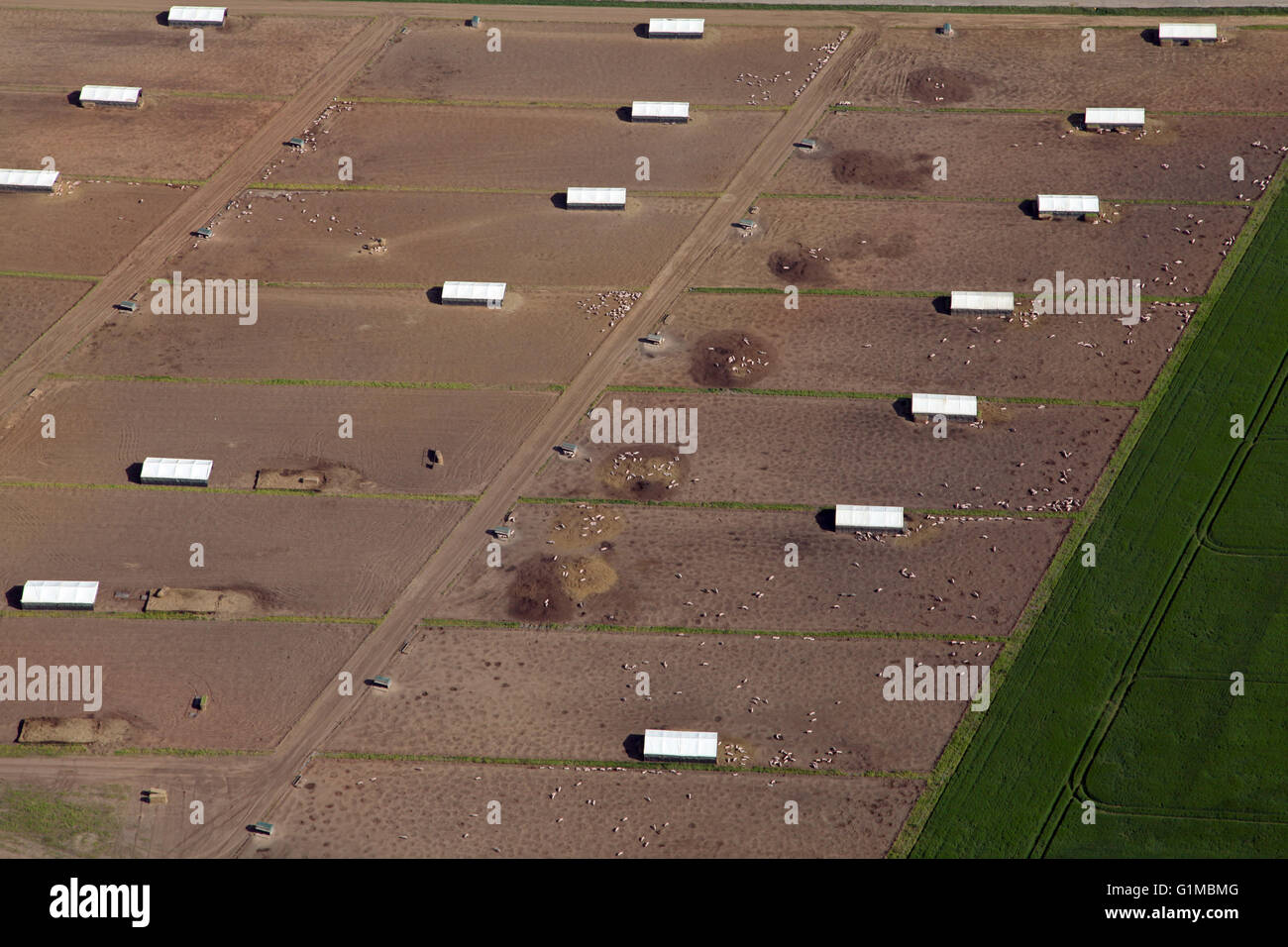 Luftaufnahme von einer Schweinefarm in Yorkshire, Großbritannien Stockfoto