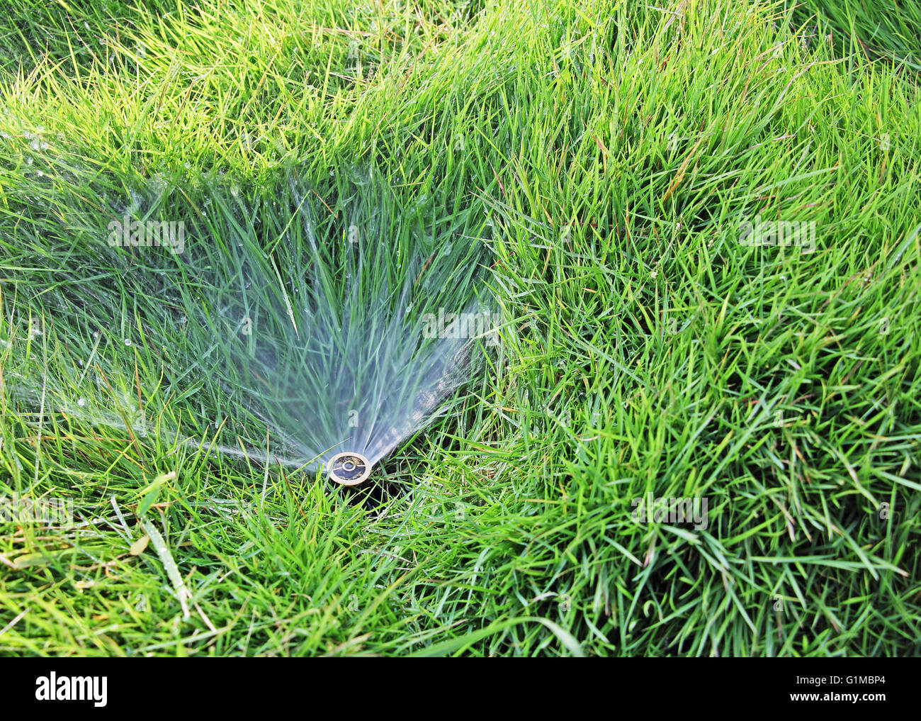 Mittlere Sicht auf kleine Wasser Sprinkler eingebettet in Rasen Stockfoto