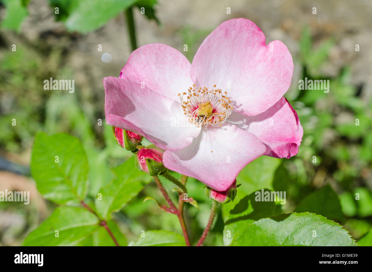 FONTAINE DE VAUCLUSE, EGLANTINE, VAUCLUSE 84 FRANKREICH Stockfoto