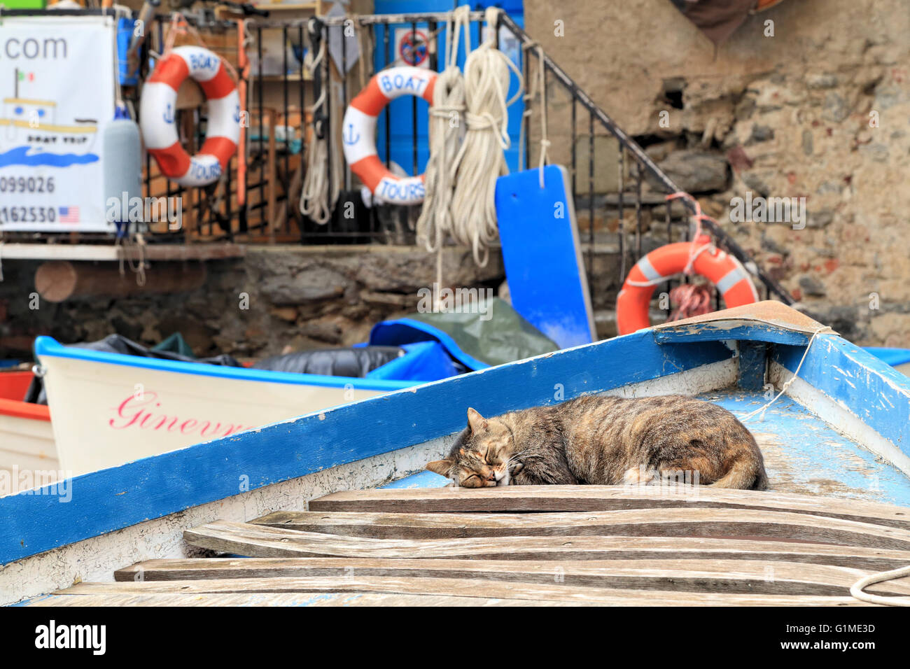 Katze schläft auf einem Boot in Riomaggiore, Cinque Terre, Ligurien, Italien Stockfoto