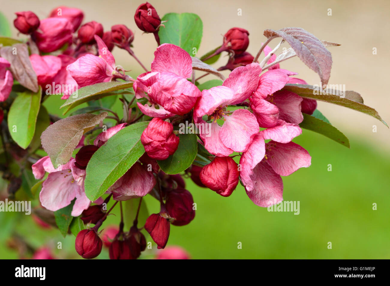 Roten Frühlingsblumen des ornamentalen Holzapfels Malus "Indian Magic" Stockfoto