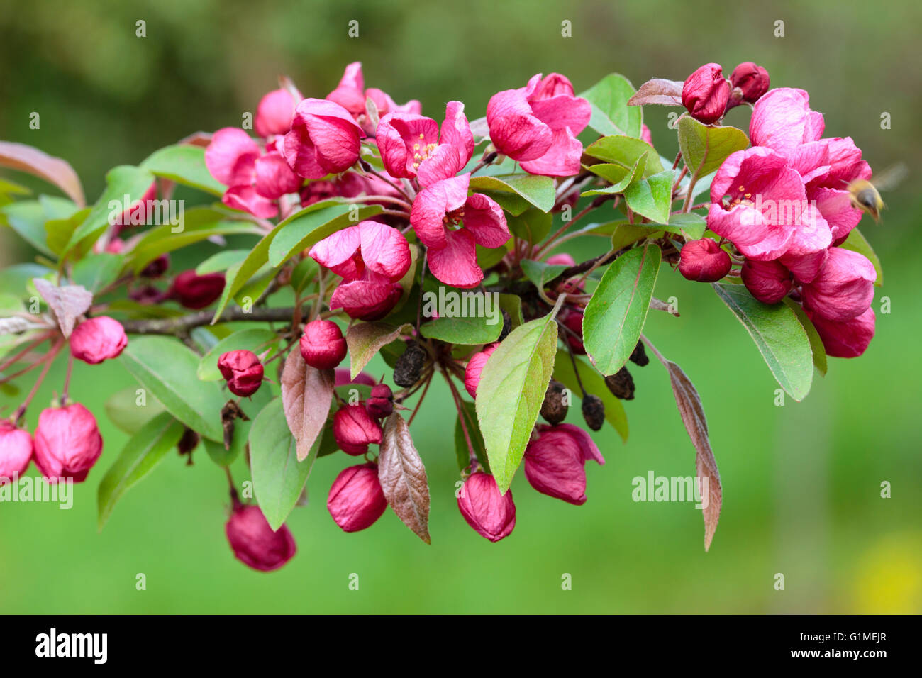 Roten Frühlingsblumen des ornamentalen Holzapfels Malus "Indian Magic" Stockfoto