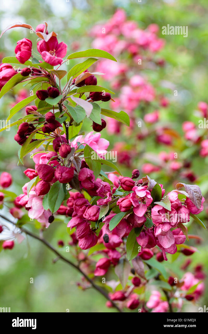 Roten Frühlingsblumen des ornamentalen Holzapfels Malus "Indian Magic" Stockfoto
