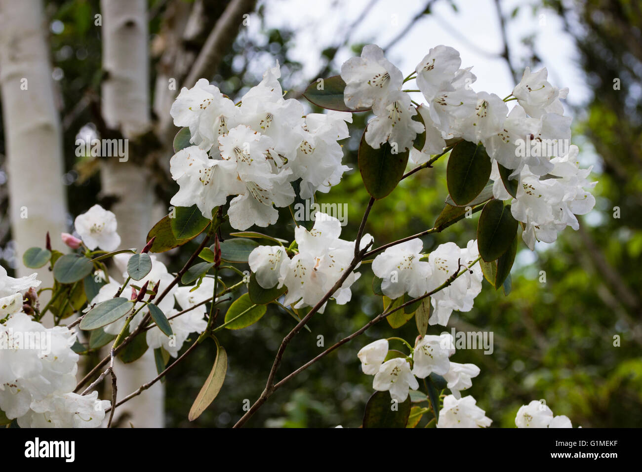 Weißen Glockenblumen von immergrünen Kleinbaum, Rhododendron "Pipaluk" Stockfoto