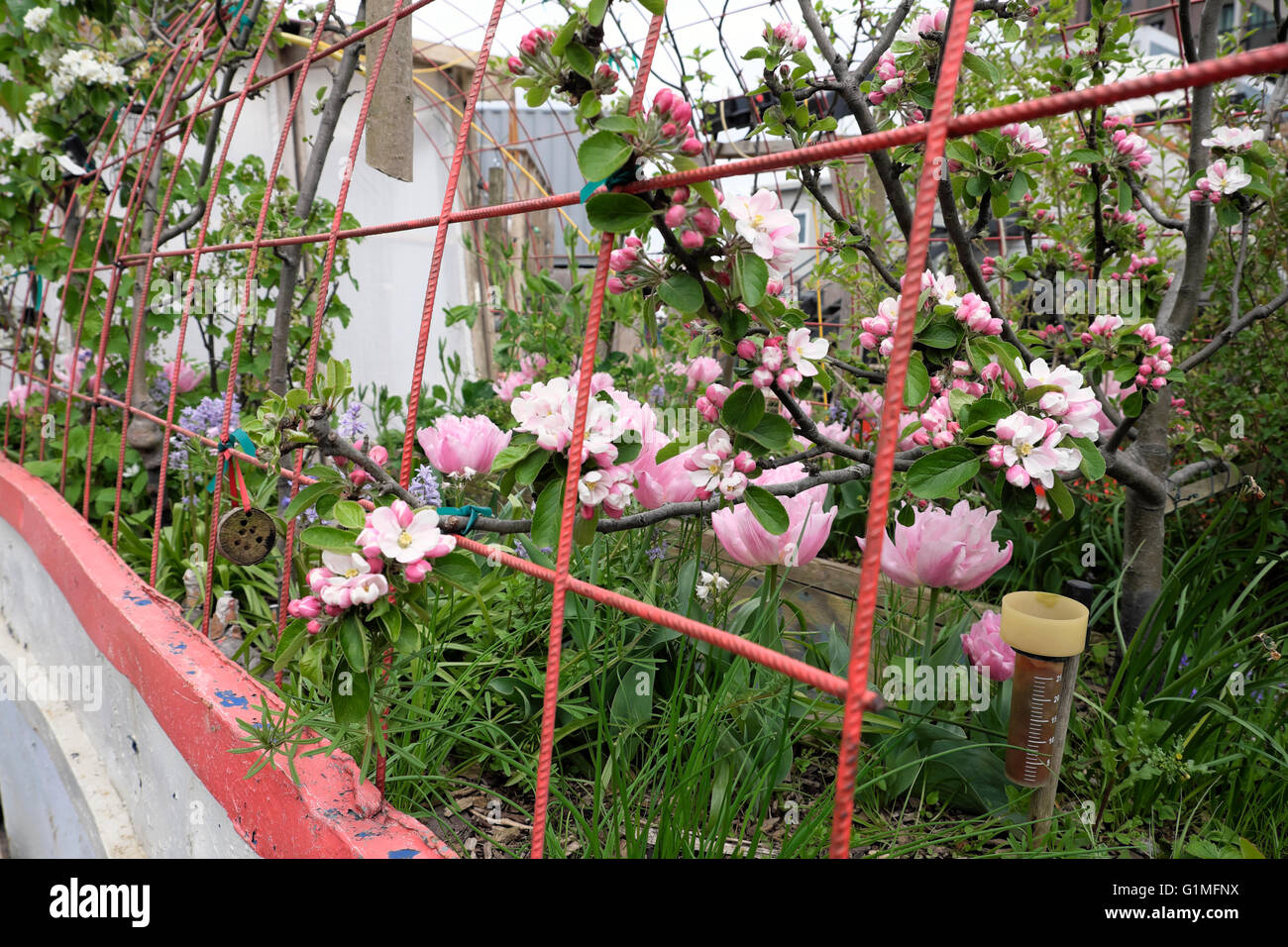 Apfelbaum in Blüte und rosa Tulpen wachsen in einem Müllcontainer an der Skip-Garden in Kings Cross London UK KATHY DEWITT Stockfoto