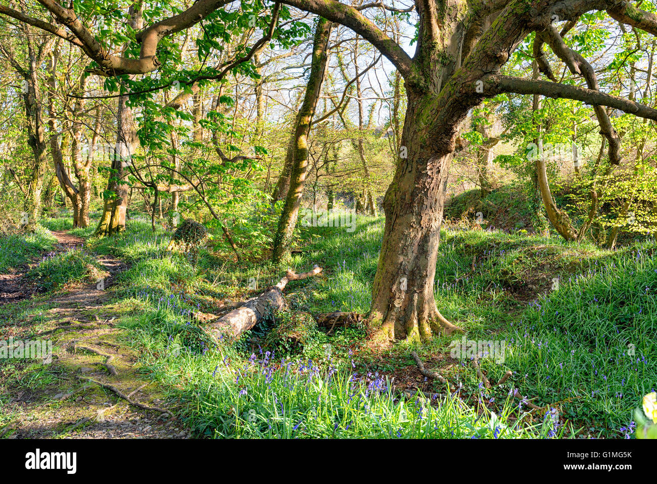 Schönen Frühling Wald bei Pendarves Wood Nature reserve nahe Camborne in Cornwall Stockfoto