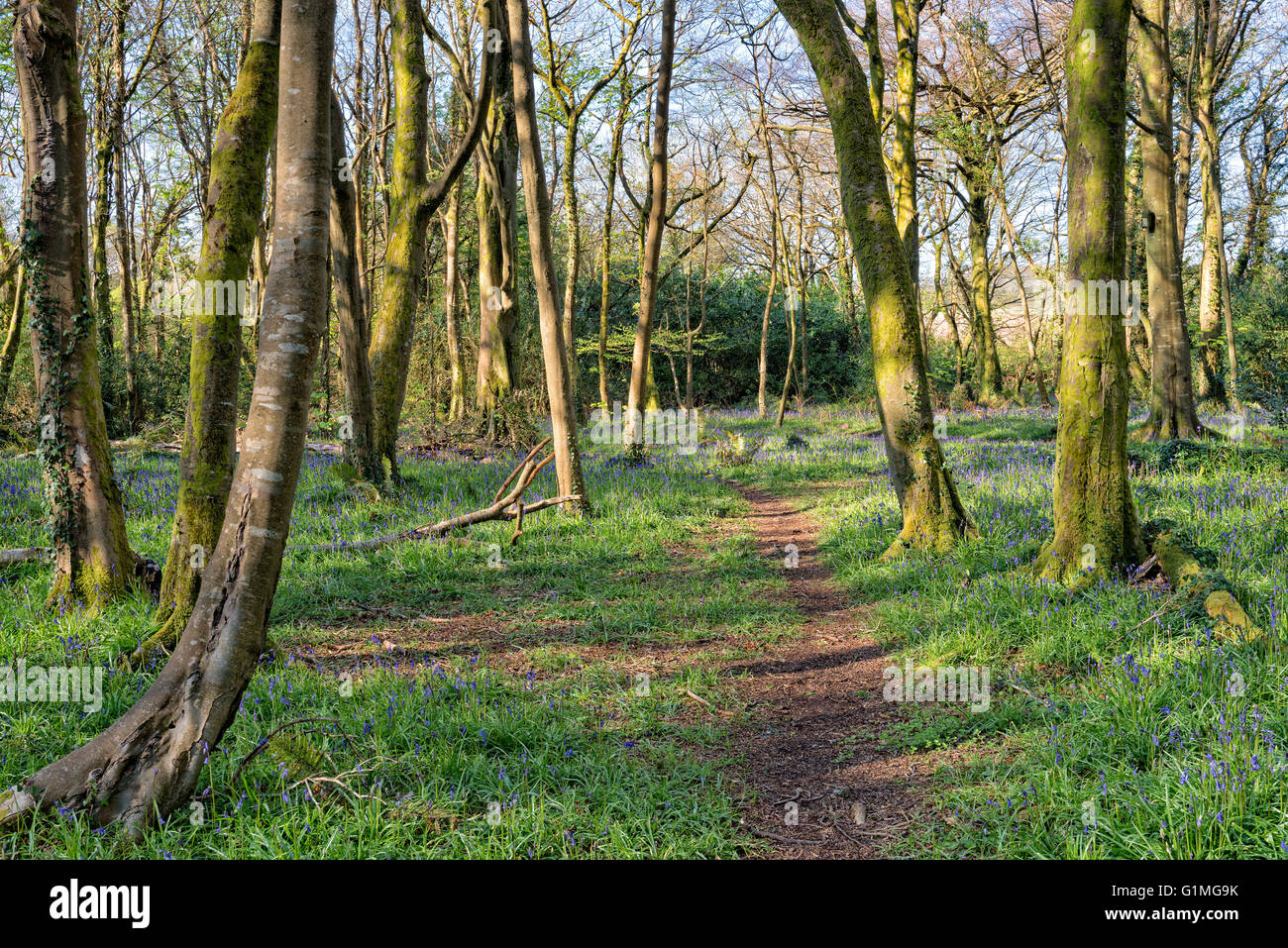 Wald am Pendarves nahe Camborne in Cornwall Stockfoto