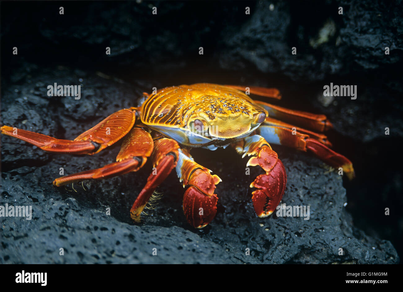 Sally Lightfoot Crab (Grapsus Grapsus), Turtle Cove, Santa Cruz, Galapagos, Ecuador. Südamerika. Stockfoto