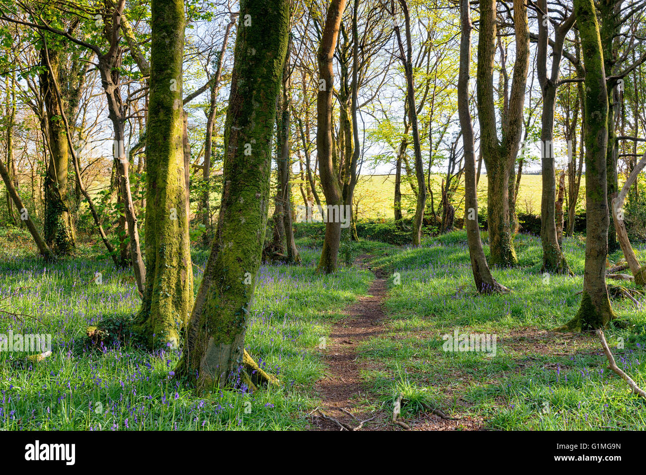 Bäume am Pendarve Woods Natur zu reservieren, in der Nähe von Camborne in Cornwall Stockfoto