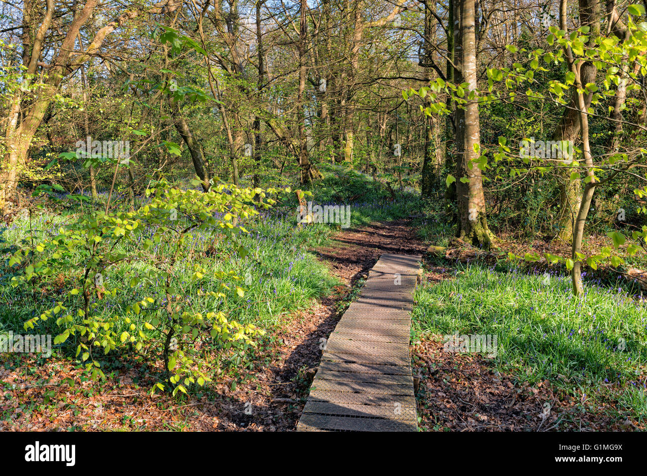 Wald-Spaziergang im Pendarves Wood Naturreservat in der Nähe von Camborne in Cornwall Stockfoto