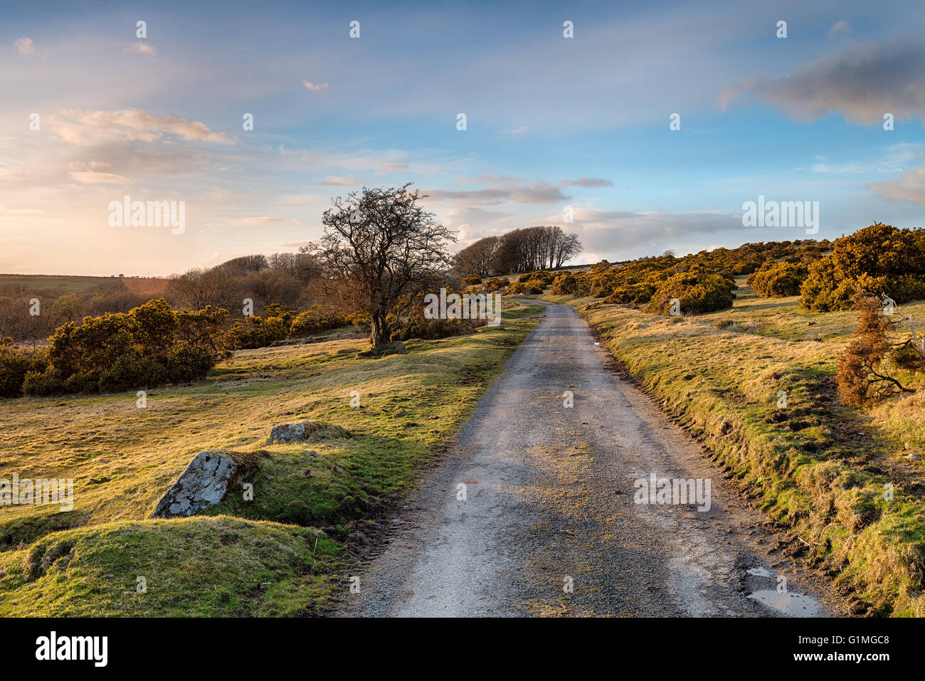 Ein Feldweg in der Nähe von Blissland auf Bodmin Moor in Cornwall Stockfoto