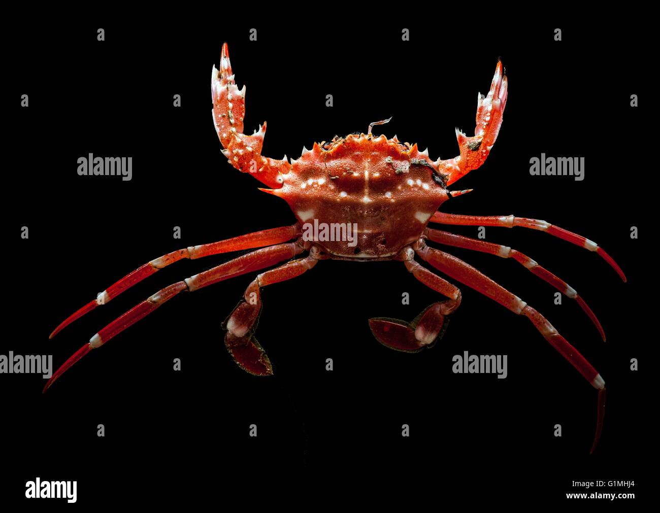 Eine Tiefsee rote Krabbe während der Deepwater-Schluchten Expedition Norfolk Canyon 20. Mai 2013 in den Atlantischen Ozean zu erkunden. Stockfoto