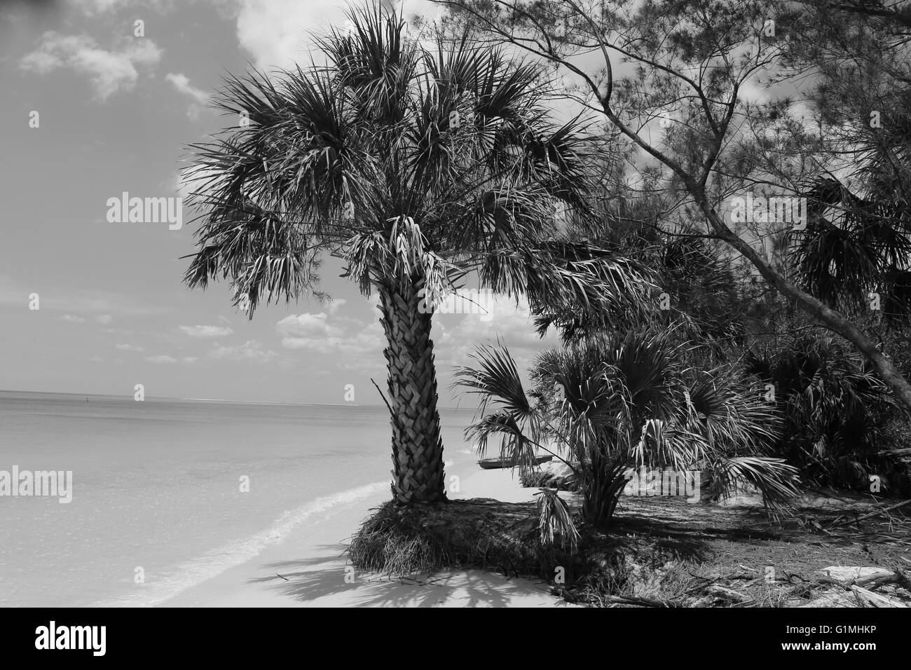 Dies ist ein Foto von einer Palme und Strand auf Fort Desoto in Florida getroffen. Stockfoto