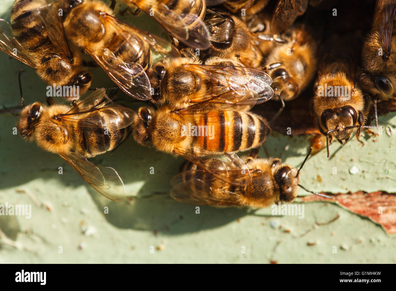 Honig-Bienen am Eingang zum Bienenstock Stockfoto