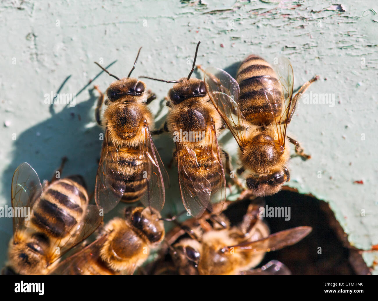 Honig-Bienen am Eingang zum Bienenstock Stockfoto