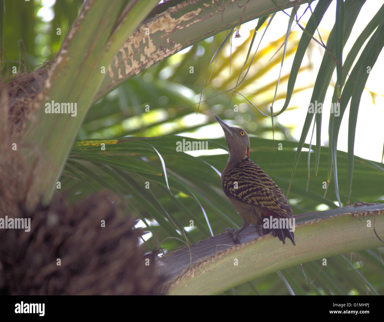 Der Hispaniola Specht ist ist der Nationalvogel der Dominikanischen Republik und nur dort und in Haiti. Stockfoto